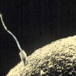 Sperm-egg